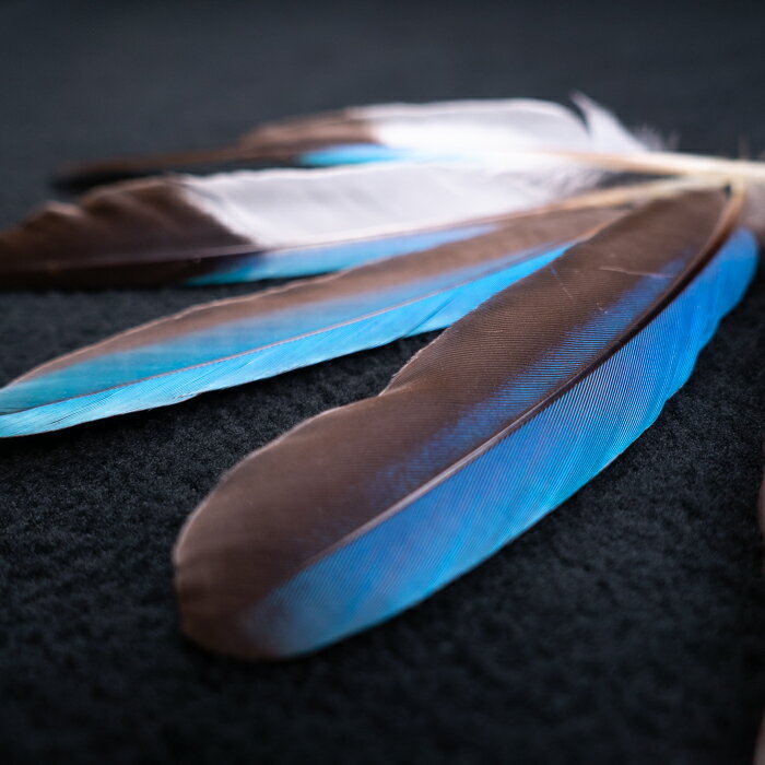 アオショウビン　5本入り　装飾用 羽根 【メール便】【フェザー インディアン風 手芸 イヤリング アク..