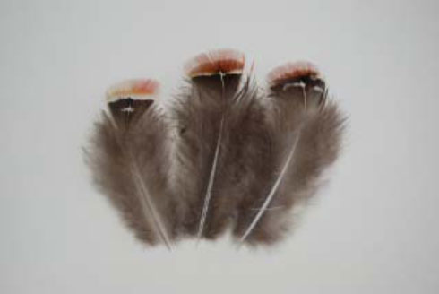 ギンケイ小羽根 赤 10枚 4-6cm【メール便】先端が赤い羽根です