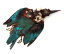 フライマテリアル キングフィッシャー 1羽 [033-Bs-N]ボディスキン 羽根 羽毛 材料 釣り 毛針 毛鉤 タイイング パーツ フェザー
