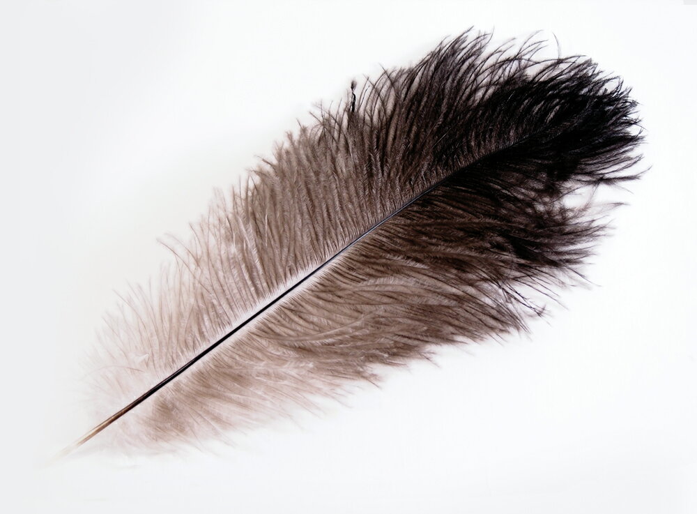 オーストリッチ・ナチュラルグレイ1本入りフェザーパーツ 羽根 羽毛 材料 素材 手芸 アクセサリー 花材 フラワーアレンジメント ハロウィン 仮装 ダンス 衣装 コスプレ