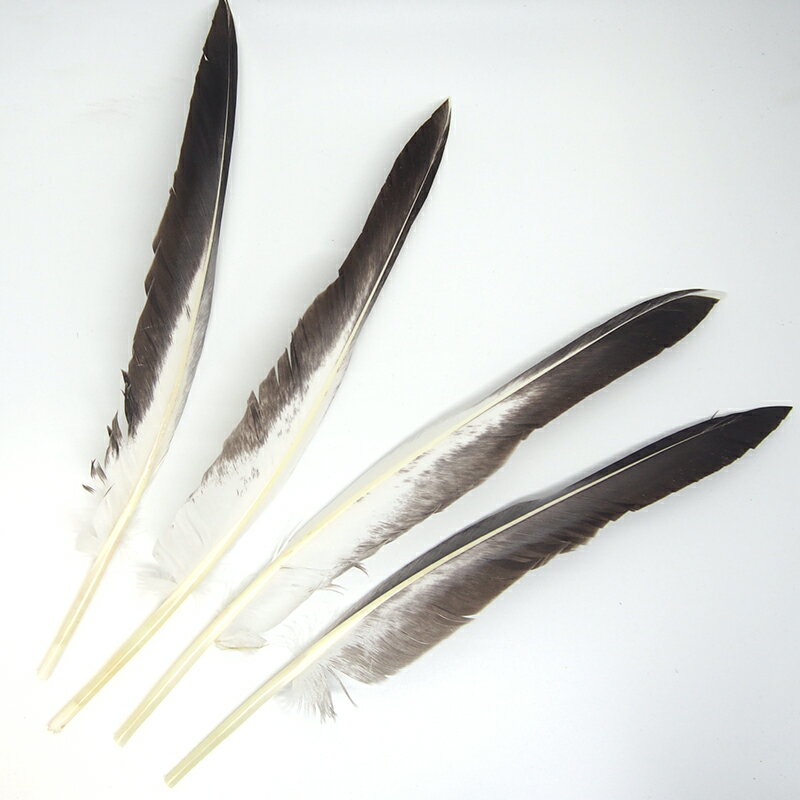ガチョウの風切り羽根 グース・クイル2対（4本入り）［N・グレイ］フェザーパーツ 羽根 羽毛 材料 素材 手芸 アクセサリー 花材 フラワーアレンジメント ハロウィン 仮装 ダンス 衣装 コスプレ