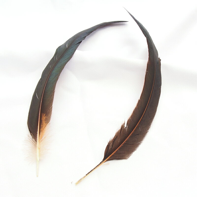 コック・テール2本入りフェザーパーツ 羽根 羽毛 材料 素材 手芸 アクセサリー 花材 フラワーアレンジメント ハロウィン 仮装 ダンス 衣装 コスプレ