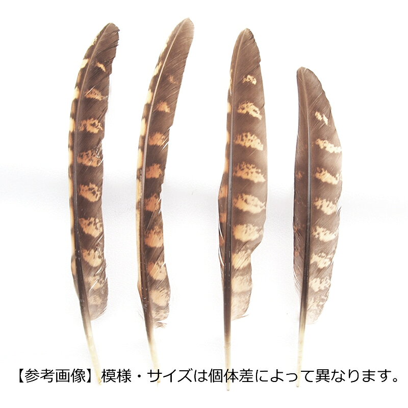 コック風切手羽4本入りフェザーパーツ 羽根 羽毛 材料 素材 手芸 アクセサリー 花材 フラワーアレンジメント ハロウィン 仮装 ダンス 衣装 コスプレ haneya-10001682 HANEYA Design -ハネヤデザイン- サンプル画像3