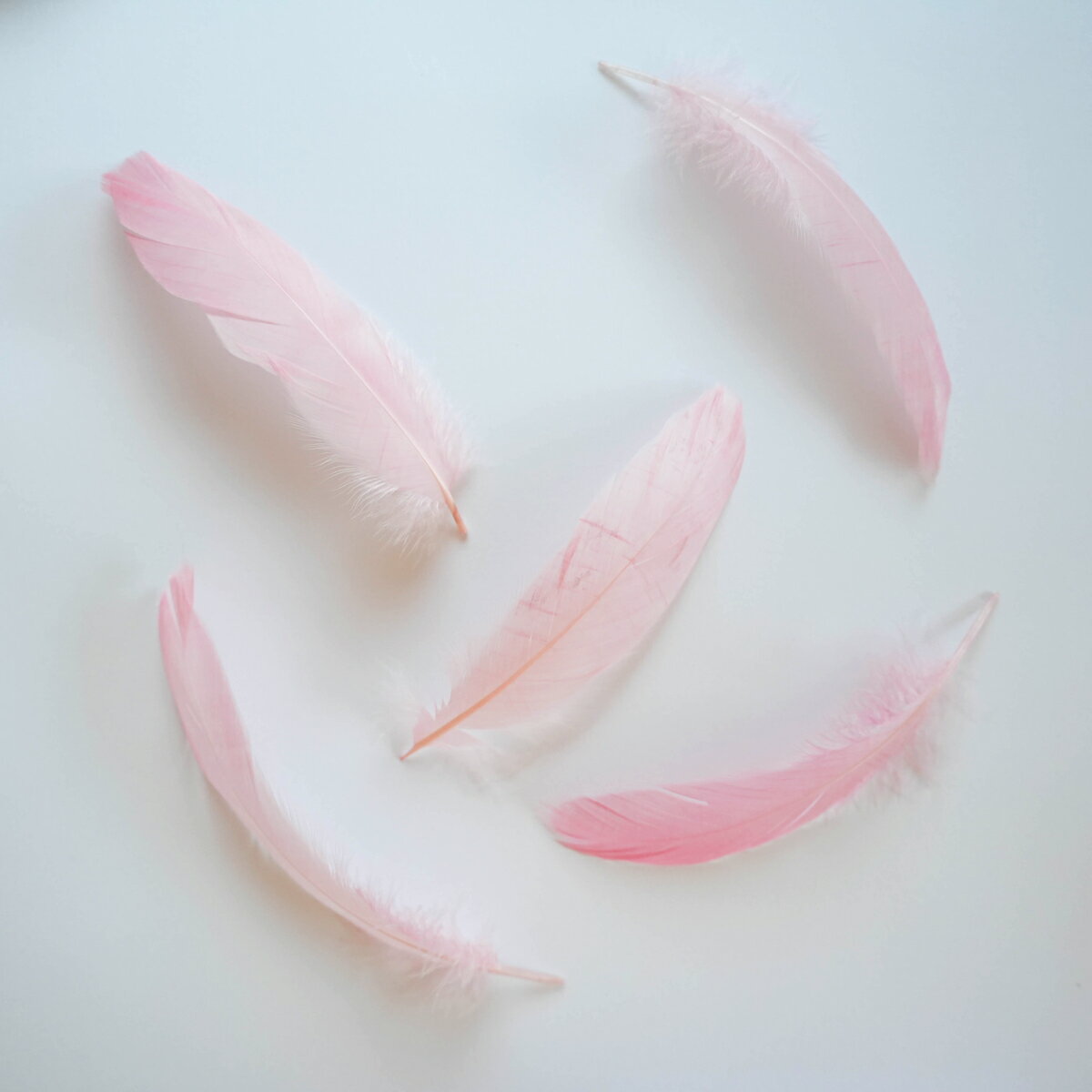 ナゴリヤ5本入り［ベージュピンク］フェザーパーツ 羽根 羽毛 材料 素材 手芸 アクセサリー 花材 フラワーアレンジメント ハロウィン 仮装 ダンス 衣装 コスプレ
