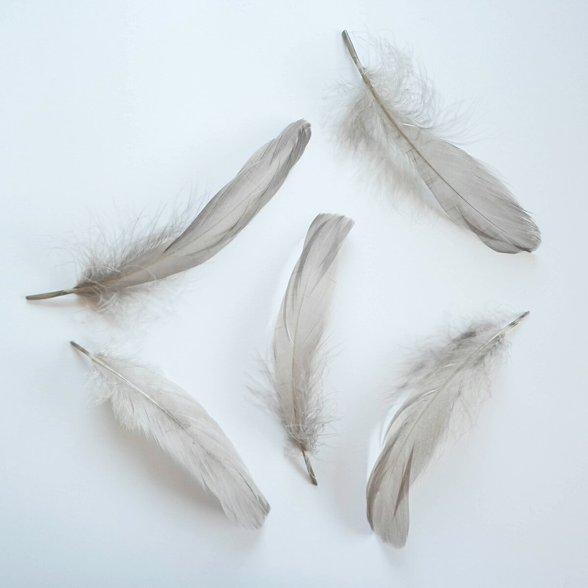 ナゴリヤ5本入り［アイアングレー］フェザーパーツ 羽根 羽毛 材料 素材 手芸 アクセサリー 花材 フラワーアレンジメント ハロウィン 仮装 ダンス 衣装 コスプレ