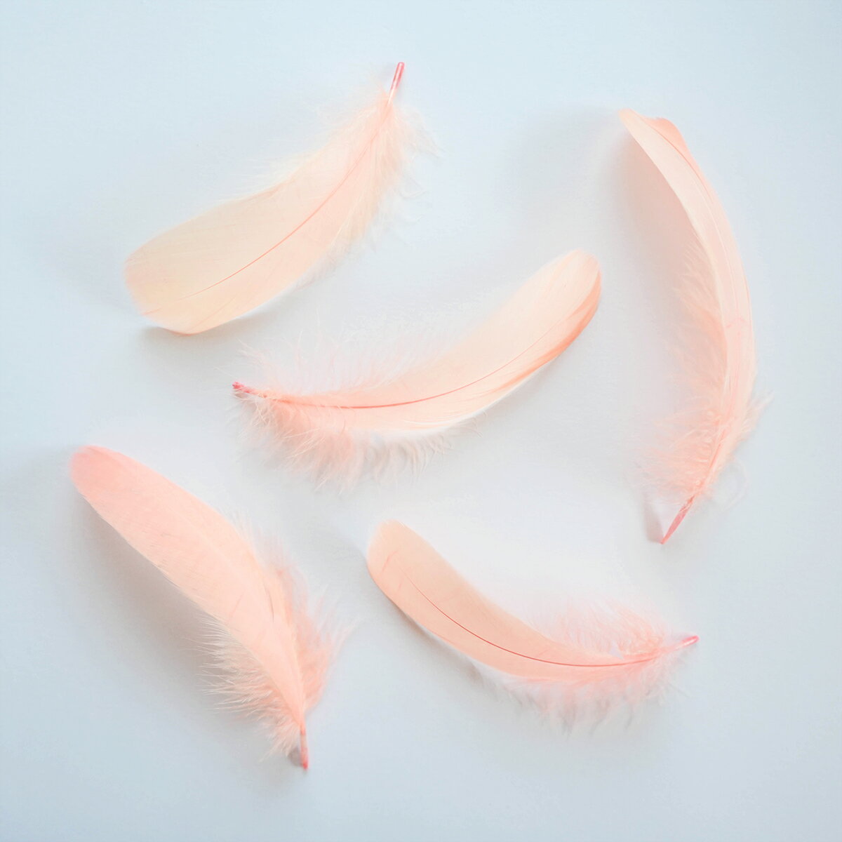 ナゴリヤ5本入り［コーラルオレンジ］フェザーパーツ 羽根 羽毛 材料 素材 手芸 アクセサリー 花材 フラワーアレンジメント ハロウィン 仮装 ダンス 衣装 コスプレ