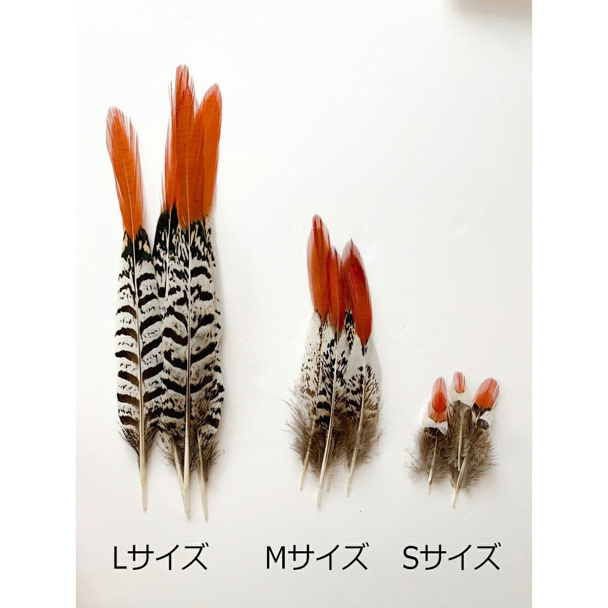 銀ケイの羽根 フェザーパーツ 羽根 羽毛 材料 素材 手芸 アクセサリー 花材 フラワーアレンジメント ハロウィン 仮装 ダンス 衣装 コスプレ 猫じゃらし 天然 haneya-10001632 HANEYA Design -ハネヤデザイン- サンプル画像2