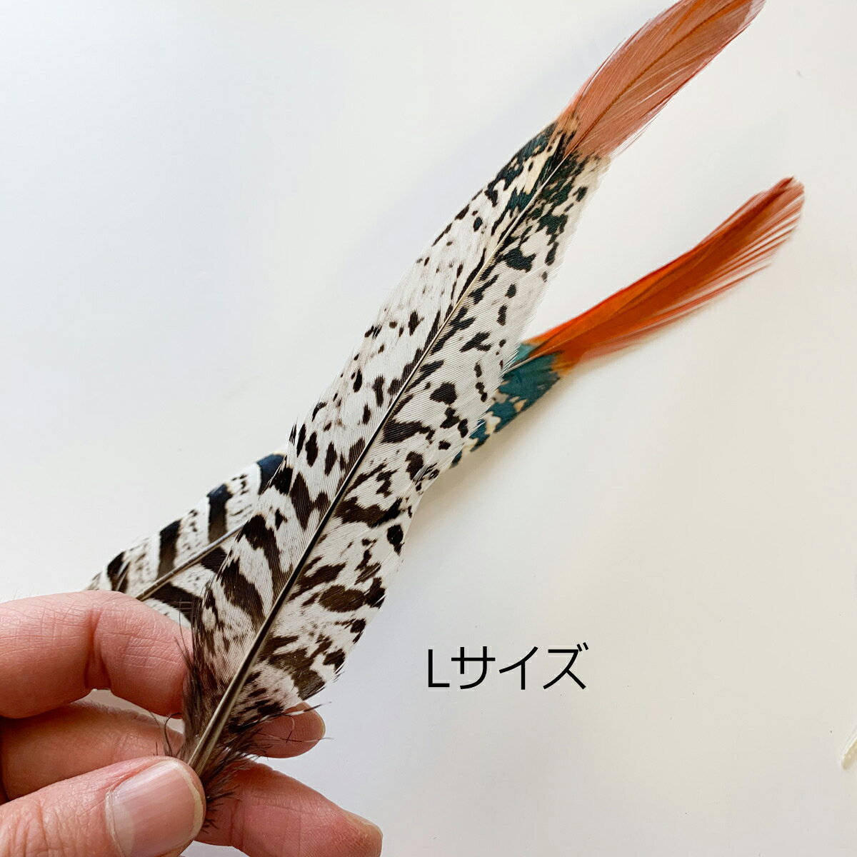 銀ケイの羽根 フェザーパーツ 羽根 羽毛 材料 素材 手芸 アクセサリー 花材 フラワーアレンジメント ハロウィン 仮装 ダンス 衣装 コスプレ 猫じゃらし 天然 haneya-10001632 HANEYA Design -ハネヤデザイン- サンプル画像3