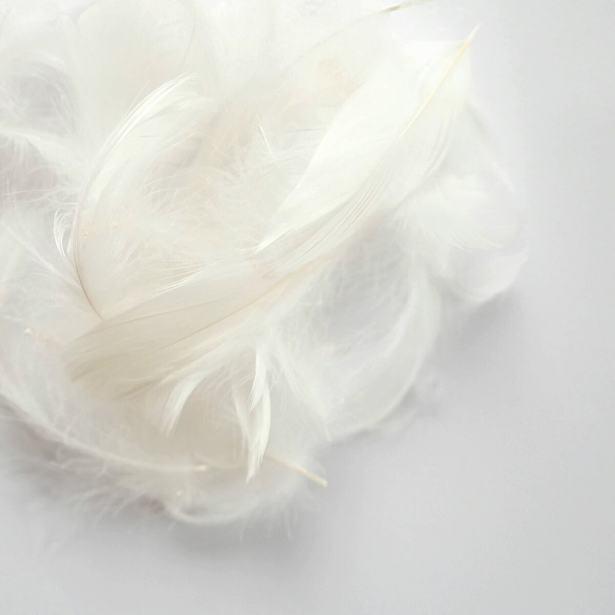コキール1g入り［ホワイト］フェザーパーツ 羽根 羽毛 材料 素材 手芸 アクセサリー 花材 フラワーアレンジメント ハロウィン 仮装 ダンス 衣装 コスプレ