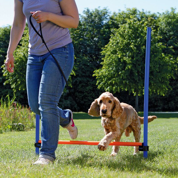 ��������ͷ�ܤ����ڥɥ���TRIXIE�۲����ǻȤ��륢����ƥ����å����ɥ���TRIXIE���ɥå������ƥ��ӥƥ�������ƥ��ϡ��ɥ�ڥ����ȥɥ����ȥ졼�˥󥰡��㳲ʪ����ư�Ѷ񡡥ɥå�����