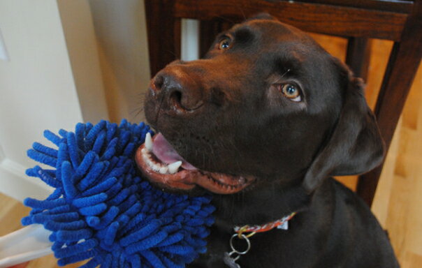 ��Soggy Doggy Doormat�ۥ������ɥ����������åС�����åС��ڲ��������ꡡ���塡���졡�ʥΥƥ��Υ�������