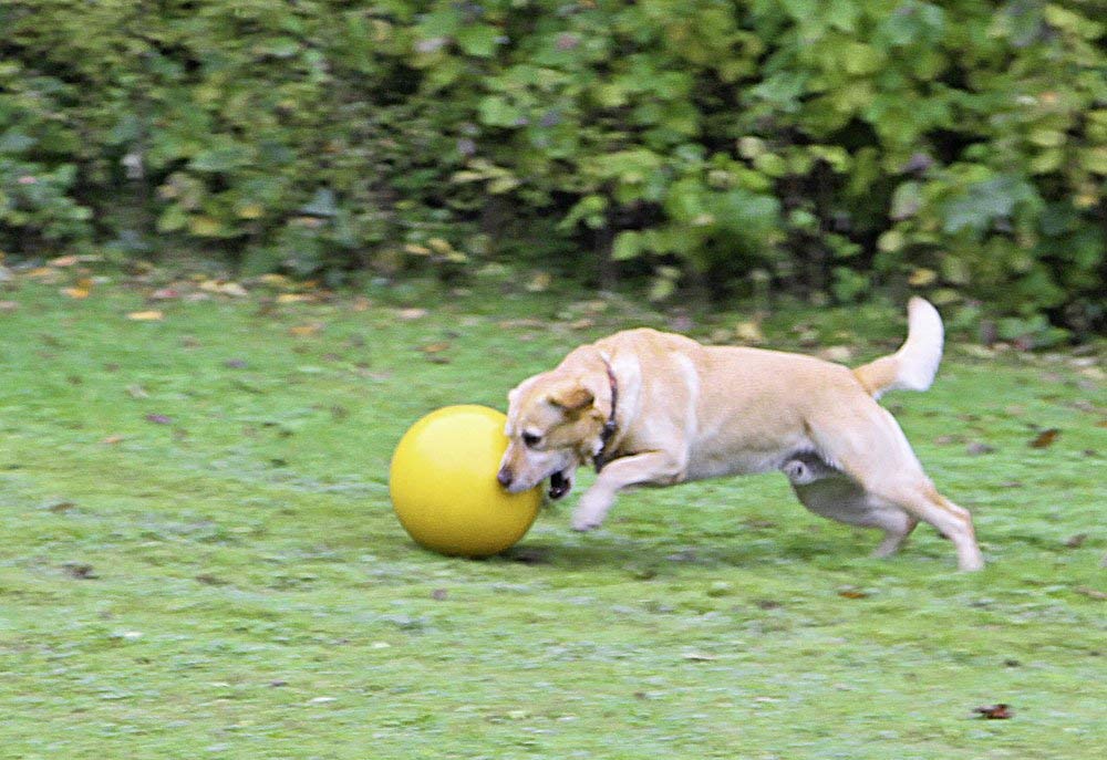 ※大型犬、超大型犬ちゃんにおすすめです※【ドイツKerbl】犬用おもちゃ ドッグプレイングボール 【犬おもちゃ　ドッグラン　アウトドア　ドライブ　散歩】