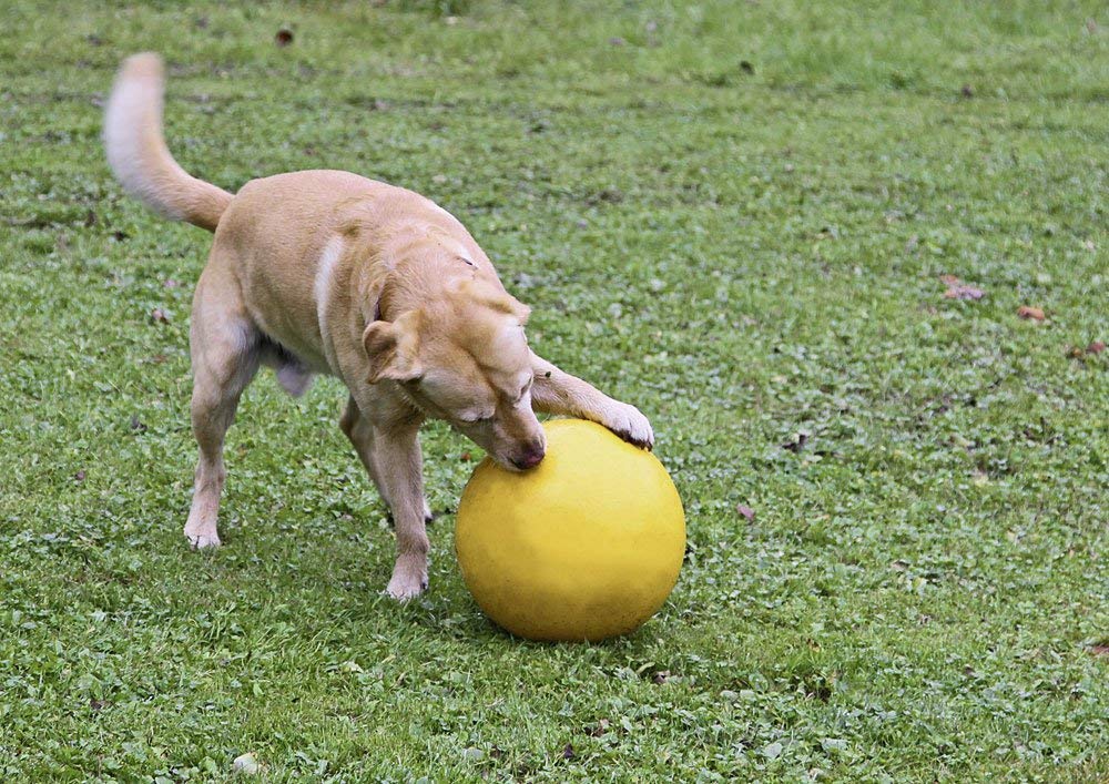 ※大型犬、超大型犬ちゃんにおすすめです※【ドイツKerbl】犬用おもちゃ ドッグプレイングボール 【犬おもちゃ　ドッグラン　アウトドア　ドライブ　散歩】