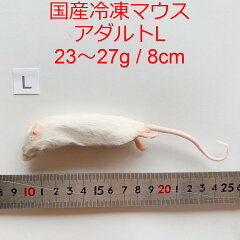 https://thumbnail.image.rakuten.co.jp/@0_mall/hangteng/cabinet/pet/mouse/adultl/imgrc0073479743.jpg