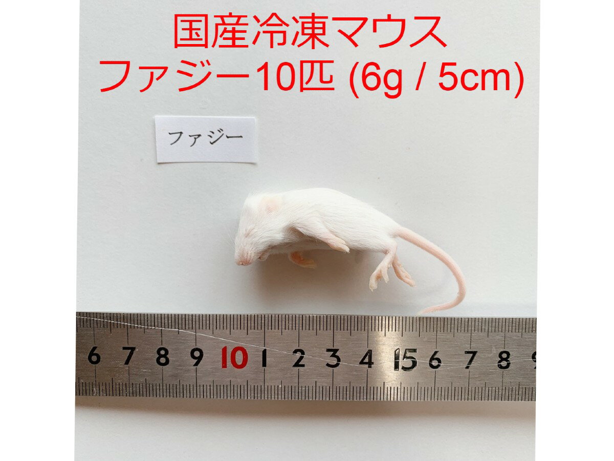 国産 高品質 冷凍マウス ファジー 10匹 まとめ買いクーポン 爬虫類 猛禽類 肉食魚 哺乳類 ヘビ フクロウ