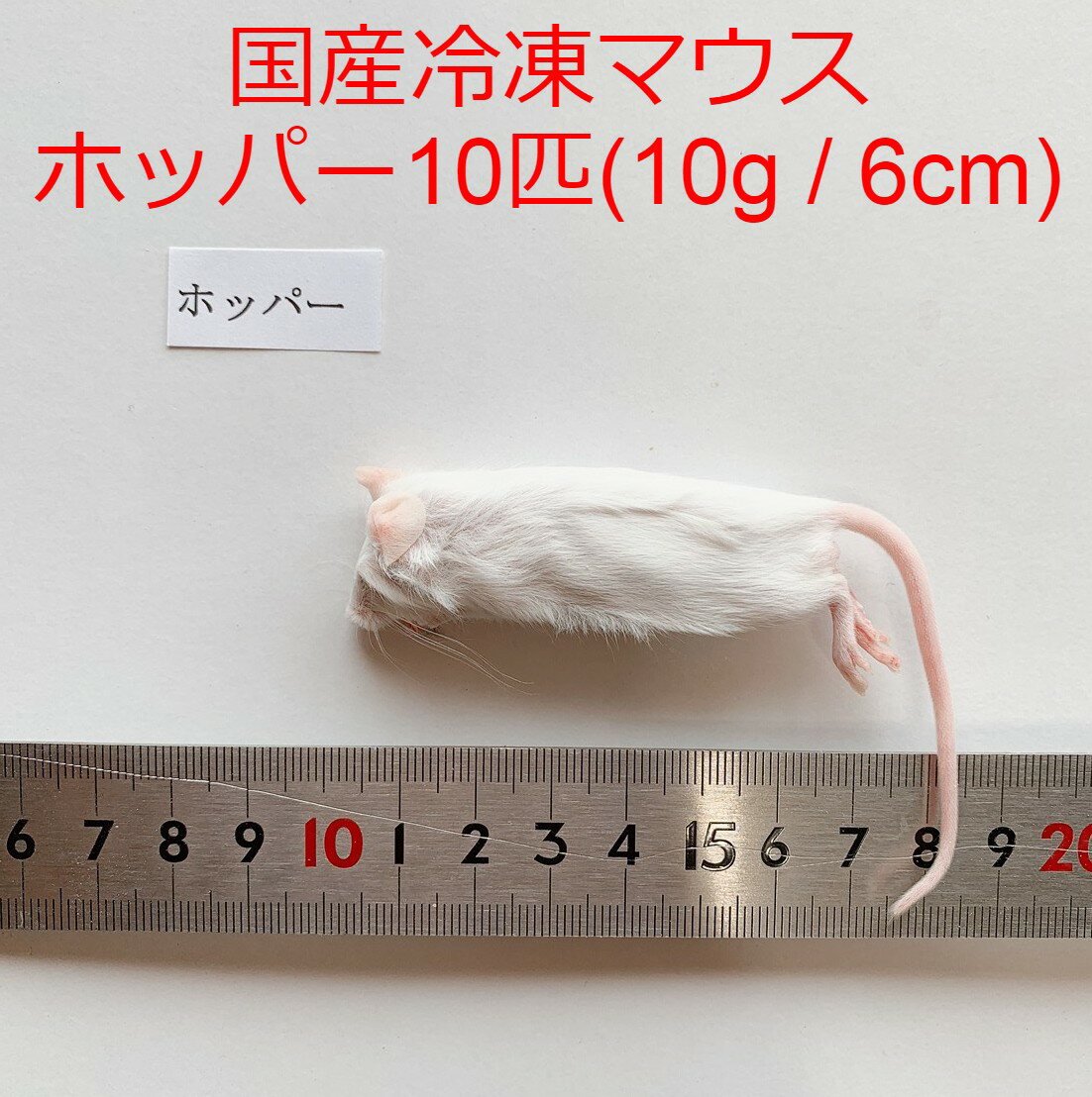 国産 冷凍マウス ホッパー 10匹 サイズ目安10g、6cm まとめ買いクーポン 爬虫類 猛禽類 肉食魚 哺乳類 ヘビ フクロウ