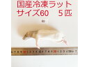 まとめ買いクーポン 冷凍ラット サイズ60 5匹 国産 爬虫類 猛禽類 肉食魚 哺乳類 ヘビ トカゲ