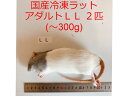 国産・国内繁殖 【サイズの目安】 〜260g、2匹を1パック 猛禽類(フクロウ、ワシ、タカなど)、爬虫類（大型のヘビやトカゲなど）、両生類(ベルツノガエルなどの大型のカエル)、大型肉食魚 (アロワナなど)、肉食性の哺乳類などあらゆる肉食ペット用エサとしてご利用ください。 使用方法 ●使用分量を取り出し、バケツなどにお湯を張り、しばらく浮かべて解凍させます。 ●指で触って中心までやわかくなったら解凍完了です。1匹ずつ確認しましょう。 ●冷たく感じるときは、ドライヤーなどで38度程度に温めてください。 ●冷凍庫内の温度変化の少ない場所で保存してください。 2022/06/28 16:00〜7月11日23:59まで使える(リンクに不具合がある場合はお問い合わせ欄よりお知らせください。)この商品は まとめ買いクーポン 冷凍ラット アダルトLL 2匹 国産 サイズの目安 〜260g、爬虫類 猛禽類 肉食魚 哺乳類 ヘビ トカゲ ポイント 安心の国産 ショップからのメッセージ 納期について 公式では1-2営業日中に発送としておりますが、基本的には毎日発送しております。 4