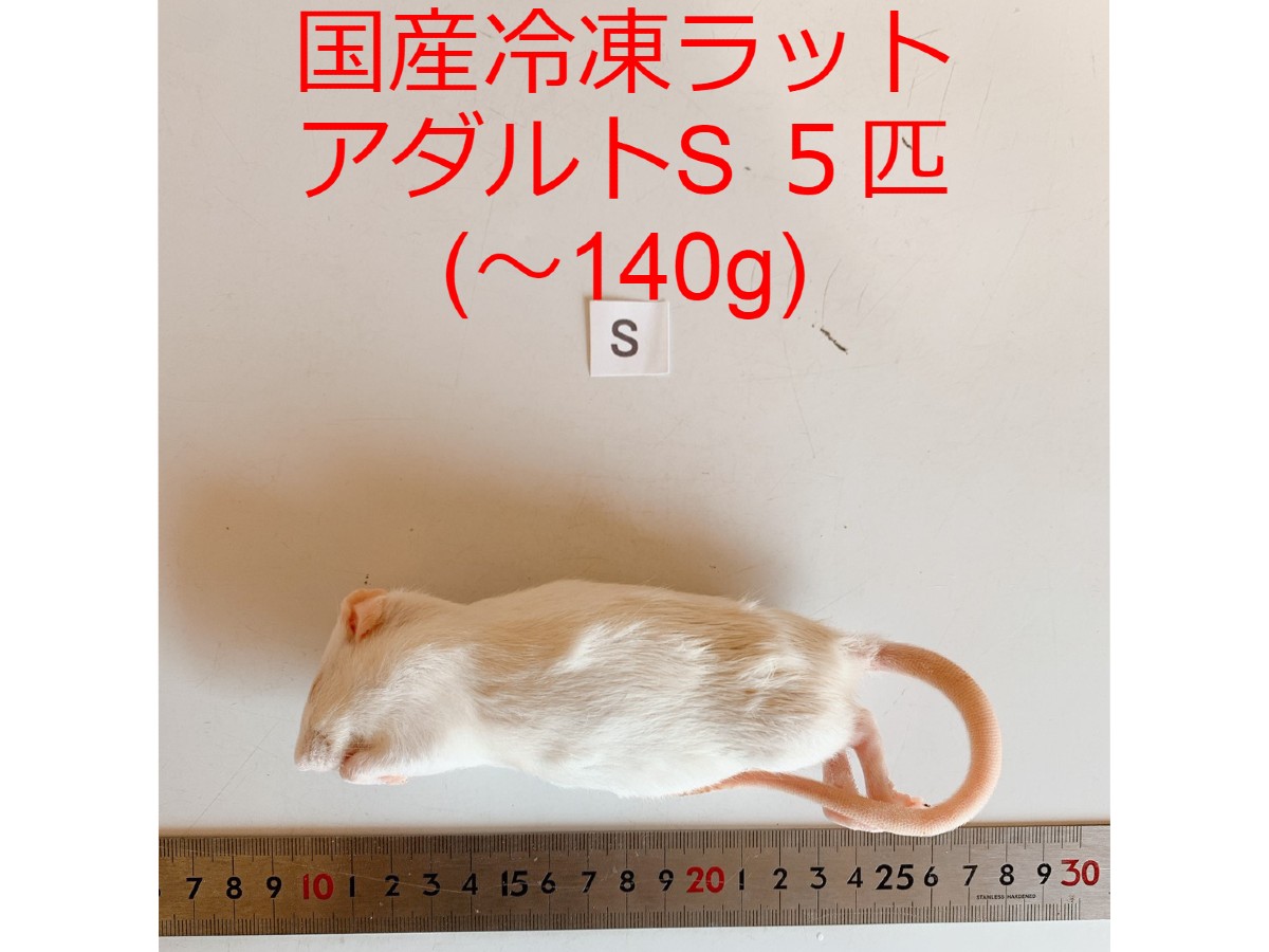 まとめ買いクーポン 冷凍ラット アダルトS 5匹 国産 爬虫類 猛禽類 肉食魚 哺乳類 ヘビ トカゲ