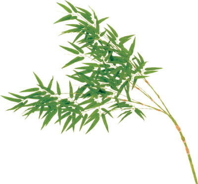 ＜七夕＞笹・ジャンボ