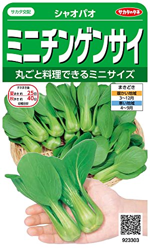 サカタのタネ 実咲野菜3303 ミニチンゲンサイ シャオパオ 00923303