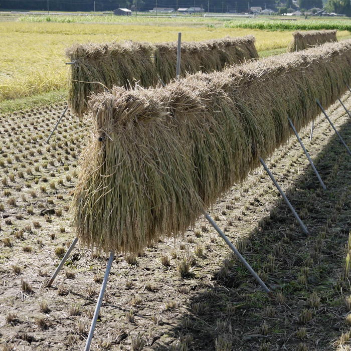 [法人様宛は送料無料(送料区分D)]■稲の掛干し　ほすべー　1段掛　5畝歩セット【2025年新規格品】