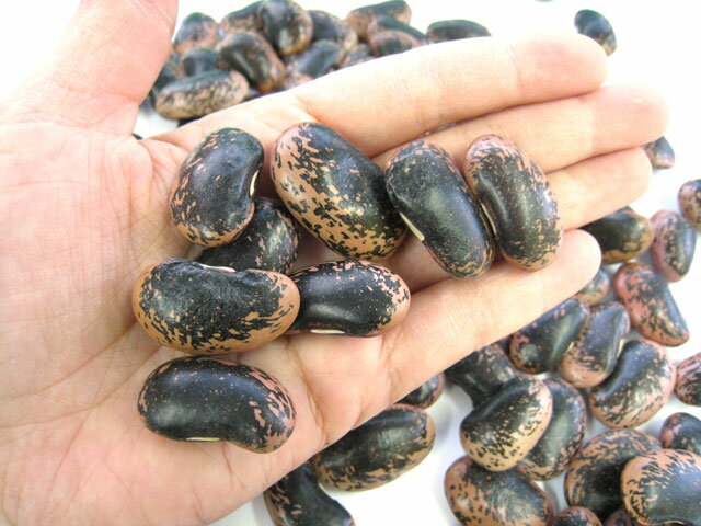 紫花豆(輸入)1.5kg(甘煮、甘納豆に)の紹介画像3