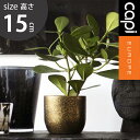 植木鉢 capi カピ 軽量 樹脂製 鉢 5号 室内用 インテリア 小型植木鉢 小物入れ 収納 ギフト プレゼント おしゃれ カピ プランターボールテラッツォ ...