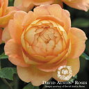 バラ苗/David Austin　/ デビッド・オースチン/レディ・オブ・シャーロット　（Lady of Shalott） 鉢苗輸入苗　二年生　6リットル鉢植え苗/薔薇/RCP/05P01Mar15/【HLS_DU】