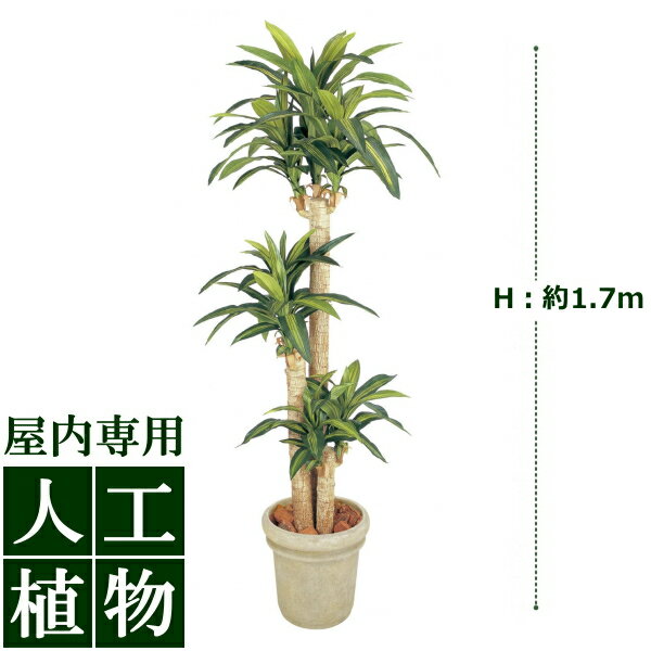 樂天商城 - /人工植物/グリーンデコ　ドラセナ　幸福の木　1.7m/送料無料/RCP/05P03Sep16/【HLS_DU】