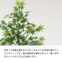 フェイクグリーン 大型 おしゃれ 観葉植物 フェイク リアル 造花 樹 木 玄関 鉢植え 初心者 簡単 モミジ 180cm 【大型宅配便】 3