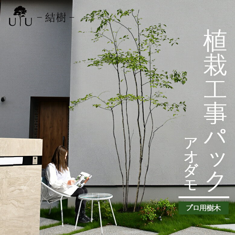 【施工付植木/近畿地域限定】 シンボルツリー 庭木 植木 大型 苗木 屋外 落葉樹 落葉高木 植物 グリーン 樹高2.5m以上(根含まず) 施工付き 植樹付き 庭 UJU 結樹 （ゆうじゅ） アオダモ【代金引換・同梱不可】hnw1 j-1 j-02