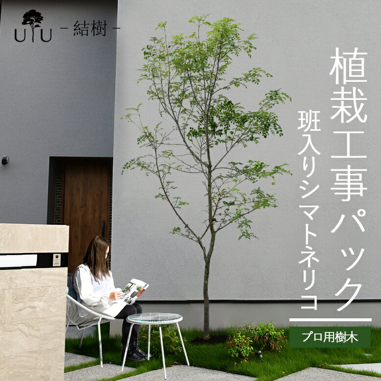 【施工付植木/近畿地域限定】 シンボルツリー 庭木 植木 大型 苗木 屋外 常緑広葉樹 高木 植物 グリーン 樹高2.5mまで(根含まず) 施工付き 植樹付き 庭 UJU 結樹 （ゆうじゅ） 斑入りシマトネリコ【代金引換・同梱不可】hnw1 j-1 j-03