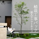  シンボルツリー 庭木 植木 大型 苗木 屋外 常緑広葉樹 高木 植物 グリーン 樹高2.5mまで(根含まず) 施工付き 植樹付き 庭 UJU 結樹 （ゆうじゅ） 斑入りシマトネリコhnw1 j-1 j-03