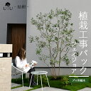 【施工付植木/近畿地域限定】 シンボルツリー 庭木 植木 大型 苗木 屋外 常緑広葉樹 中木 高木 植物 グリーン 樹高2mまで(根含まず) 施工付き 植樹付き 庭 UJU 結樹 (ゆうじゅ) フェイジョア【代金引換・同梱不可】hnw1 j-03