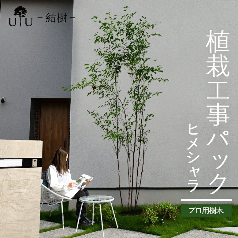 【施工付植木/近畿地域限定】 シンボルツリー 庭木 植木 大型 苗木 屋外 落葉広葉樹 高木 植物 グリーン 樹高2.5m以上(根含まず) 施工付き 植樹付き 庭 UJU 結樹 （ゆうじゅ） ヒメシャラ【代金引換・同梱不可】hnw1 j-03