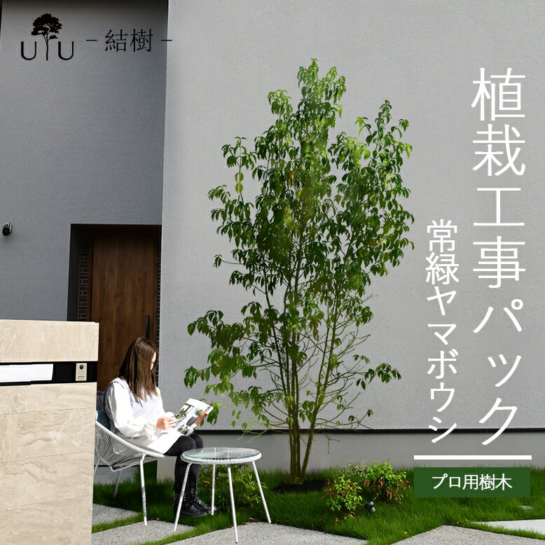 【施工付植木/近畿地域限定】 シンボルツリー 庭木 植木 大型 苗木 屋外 常緑広葉樹 高木 植物 グリーン 樹高2.5m以上(根含まず) 施工付き 植樹付き 庭 UJU 結樹 （ゆうじゅ） 常緑ヤマボウシ【代金引換・同梱不可】hnw1 j-03 j-04