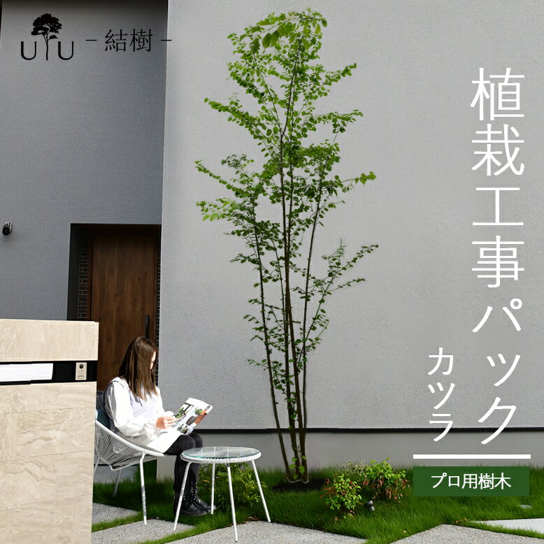 【施工付植木/近畿地域限定】 シンボルツリー 庭木 植木 大型 苗木 屋外 落葉樹 落葉高木 植物 グリーン 樹高2.5m以上(根含まず) 施工付き 植樹付き 庭 UJU 結樹 （ゆうじゅ） カツラ【代金引換・同梱不可】hnw1 j-1 j-03