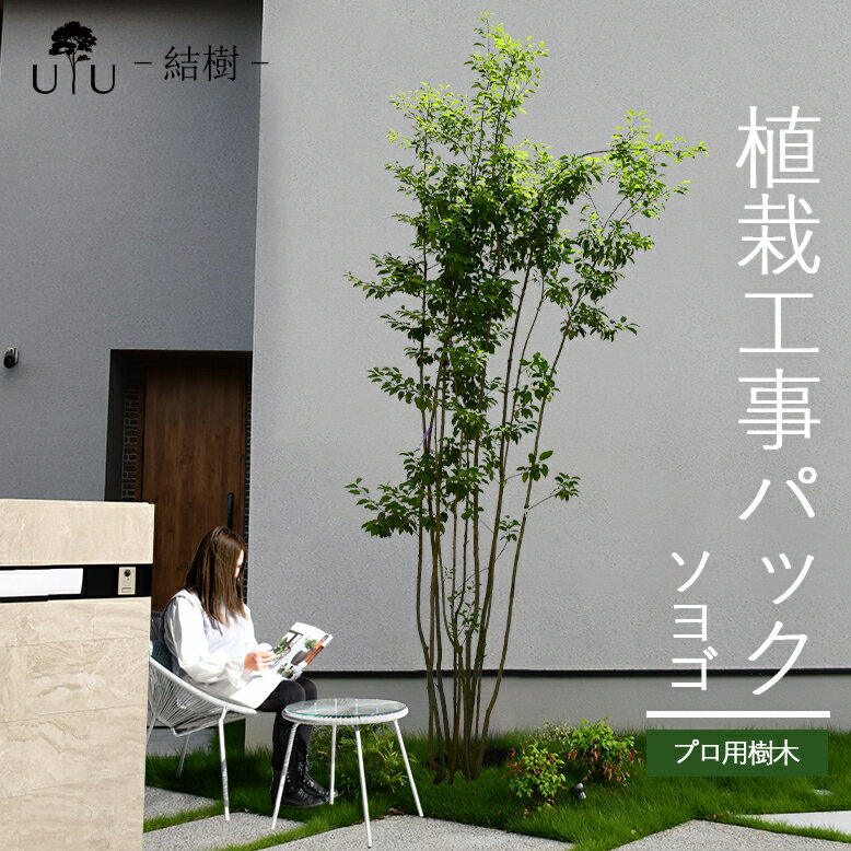 【施工付植木/近畿地域限定】 シンボルツリー 庭木 植木 大型 苗木 屋外 常緑広葉樹 高木 植物 グリーン 樹高2.5m以下(根含まず) 施工付き 植樹付き 庭 UJU 結樹 （ゆうじゅ） ソヨゴ【代金引換・同梱不可】hnw1 j-1 j-02 j-03