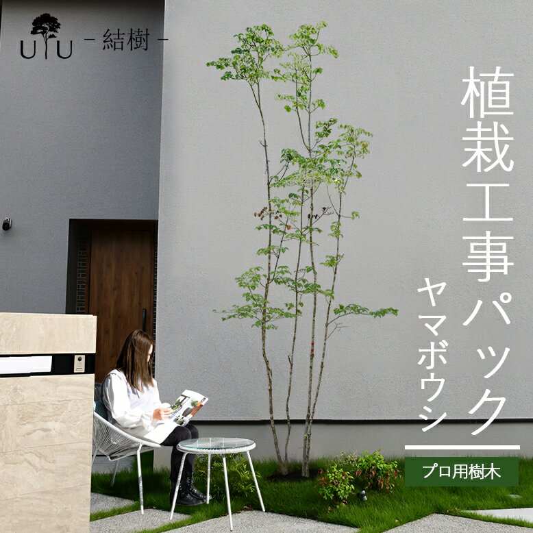 【施工付植木/近畿地域限定】 シンボルツリー 庭木 植木 大型 苗木 屋外 落葉樹 落葉高木 植物 グリーン 樹高2.5m以上(根含まず) 施工付き 植樹付き 庭 UJU 結樹 （ゆうじゅ） ヤマボウシ【代金引換・同梱不可】hnw1 j-1 j-04