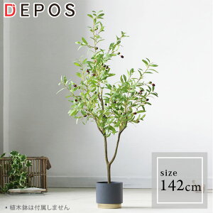 ե꡼ 緿  տʪ ե ʥ ȭ 鿴 ñ ꡼ 142cm 緿ء Olive tree hnw1