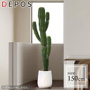 tFCNO[ ^  ϗtA  tFCN A    A S ȒP T{e150cm cactus y^zցzhnw1