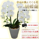 お祝い・ギフト・プレゼント/ミディ胡蝶蘭 白 中輪2本立ち・16輪以上(つぼみ含む)/代金引換不可/送料無料/お誕生日 結婚祝い 記念日 出産祝い 開店 お祝い...