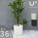 Aؔ ^ y 11   ~ Β ubN zCg classypot NbV[|bg i` V_[ 36cm