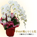 お祝い・ギフト・プレゼント/胡蝶蘭 白 大輪3本立ち・33輪以上(つぼみ含む)/代金引換不可/送料無料/お誕生日 結婚祝い 記念日 出産祝い 開店 お祝い 引っ...