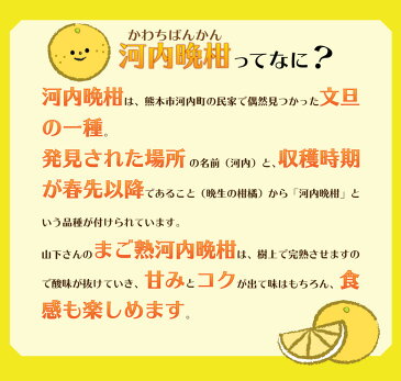 最高傑作！山下さんの愛情で育ったまご熟河内晩柑 訳あり 5kg 送料無料 和製グレープフルーツ 文旦 ジューシーオレンジ 熊本県産