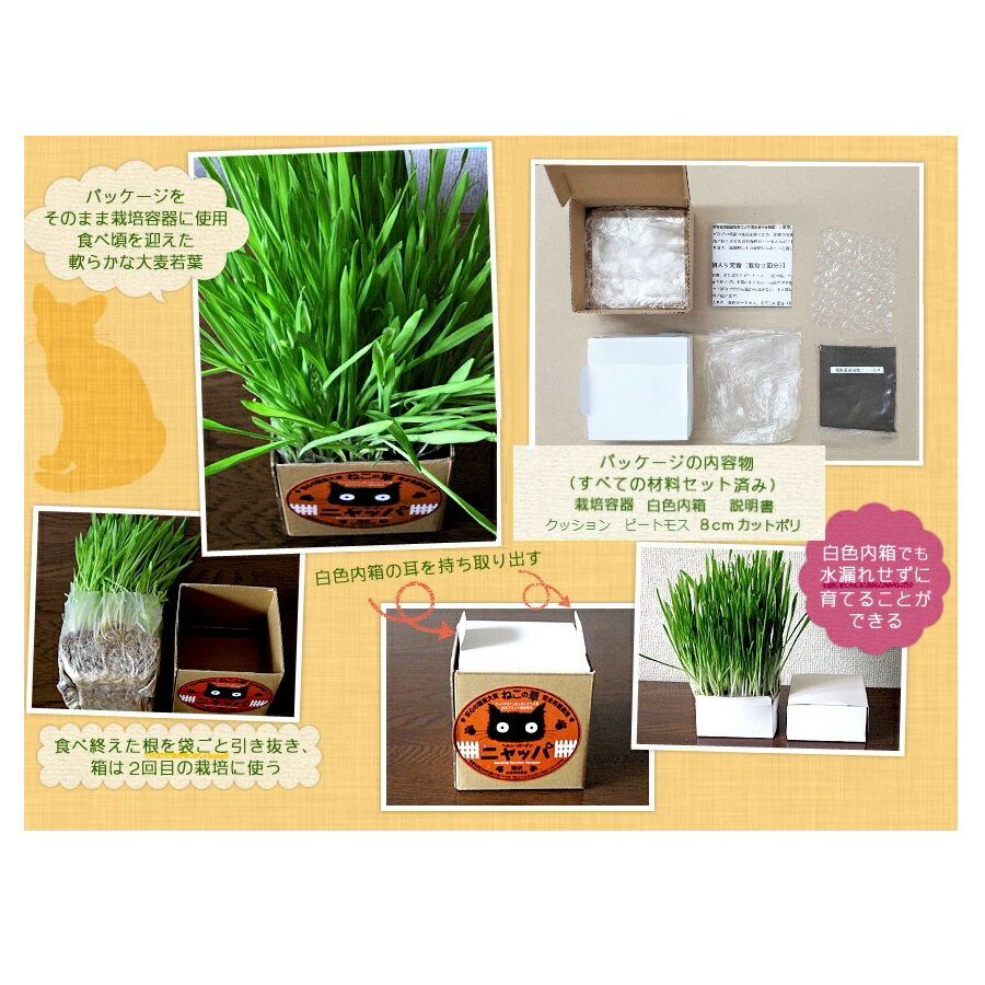 【訳あり品】【賞味期限間近】【賞味期限25年12月】猫草 ヘルシーガーデン ニャッパ 大麦若葉栽培2回分セット ねこ草 ネコ草 種 栽培キット 無農薬 北海道 国産 安心 安全 毛玉対策 キャットグラス 発芽率90％保証 在庫処分 在庫一掃 アウトレット