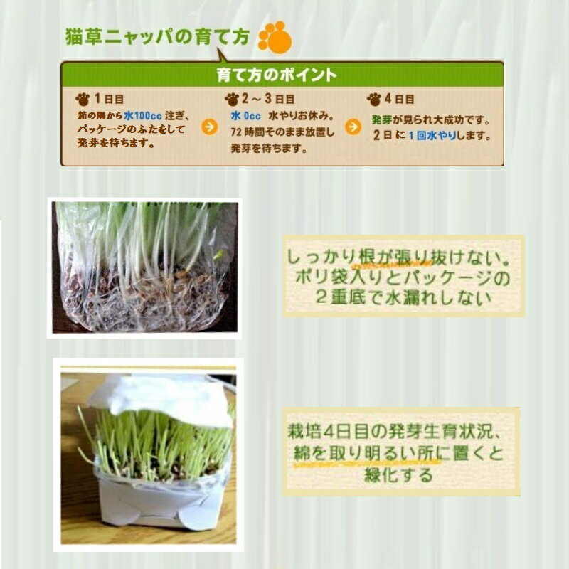 【訳あり品】【賞味期限間近】【賞味期限25年12月】猫草 ヘルシーガーデン ニャッパ 大麦若葉栽培2回分セット ねこ草 ネコ草 種 栽培キット 無農薬 北海道 国産 安心 安全 毛玉対策 キャットグラス 発芽率90％保証 在庫処分 在庫一掃 アウトレット