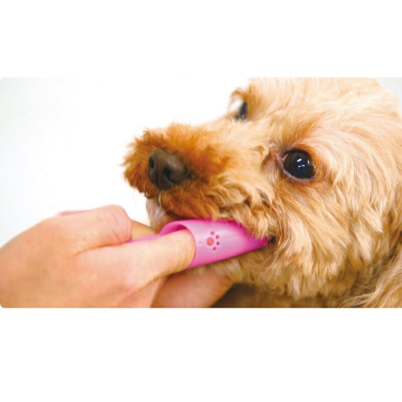 ペットキッス 指サック歯ブラシ 1本 犬 猫 ペット 歯みがき 歯ブラシ 歯石 歯垢 口臭対策 デンタルケア 口腔ケア 歯磨き 指サック LION PETKISS