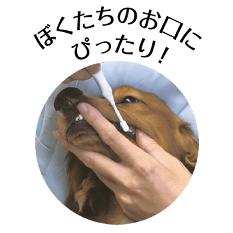 ハピポート 楽天市場店のペットキッス デンタルブラシ コンパクト 1本 犬 猫 ペット 歯みがき 歯ブラシ 歯石 歯垢 口臭対策 デンタルケア 口腔ケア 歯磨き LION PETKISS｜アングル2